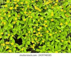 Image result for Tristellateia africana