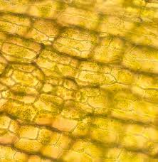 Check spelling or type a new query. Plant Cells Photo Taken Through A Light Microscope With My Flickr