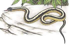 Huntsman spiders may not typically eat pygmy possums, but these large arachnids have been observed eating other small mammals. Helpful Garden Wildlife Insects And Reptiles Finegardening