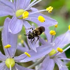 Image result for Cyphia mazoensis