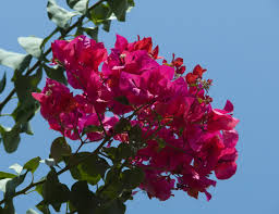 Check spelling or type a new query. Top Images Of Trees With Pink Flowers Top Collection Of Different Types Of Flowers In The Images Hd