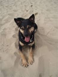 Check spelling or type a new query. Australian Kelpie Photos Pictures Puppies Australian Kelpies Australian Kelpie Australian Kelpie Dog Australian Sheep Dogs