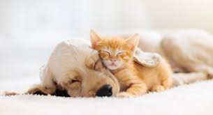 We did not find results for: Walmart Expands Online Pet Market With New Services Insurance Street Bullish