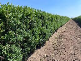 Image result for Buxus