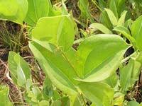 Image result for Smilax anceps