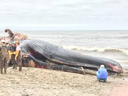 This ability is thanks to the whales' very unusual anatomy. A Dead Blue Whale Washed Up On Agate Beach And Some Folks From A Couple Of Research Facilities Were Performing An Autopsy This Blue Whale Was Roughly 80 Feet Long Bayarea