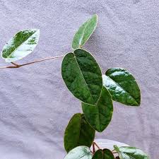 Image result for Limeum fenestratum