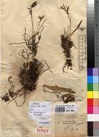 Image result for Polystachya malilaensis