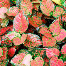 Plants are a great addition to homes and offices, but it's important to know whether your plants are dangerous to. Red Aglaonema Aglaonema Species My Garden Life