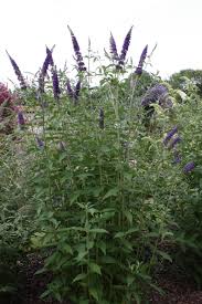 Empire Blue Buddleja Collection