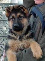 Cute yorkshire terrier puppies $550 pets » dogs & puppies gisborne Dogs New Zealand Deringolsta Kennels Nz Registered Breeders Of German Shepherd Dog Stock Coat German Shepherd Dog Long Stock