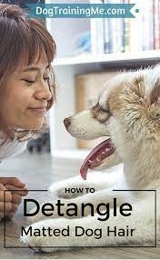 How To Detangle Matted Dog Hair Matted Dog Hair Pets Dogs