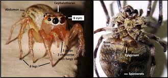 The Find A Spider Guide Spider Info