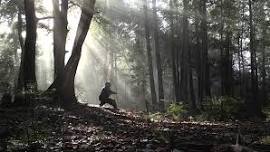 Energising Qigong & Forest Bathing