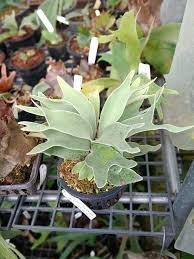 Image result for Platycerium