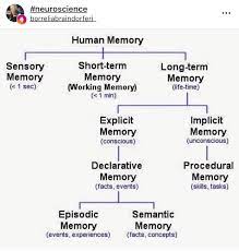 Pin By Michaela On Add2life Human Memory Psychology Notes Ap Psychology