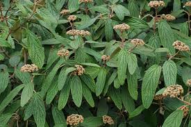 Image result for Rhabdophyllum