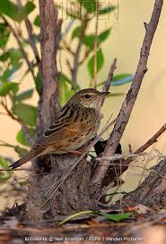 Image result for Landolphia lanceolata