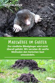 Maulwurfe Im Garten Maulwurf Im Garten Gartenarbeit Garten