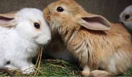 In terms of veterinary charges, that. Bunny Business Quotes They Said I Could Be Anything So I Became A Bunny Picture Quotes Dogtrainingobedienceschool Com