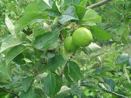 Lime trees are sensitive to cold, so consider your climate before trying to grow one. Round Green Fruit Tree Free Image Peakpx