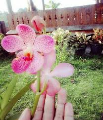 Unique beautiful flowers with names. Beautiful Flowers And The Name Of His Cool Flowers Steemit