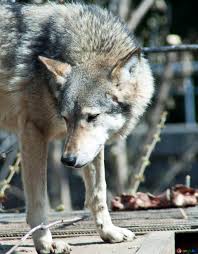 8,000+ vectors, stock photos & psd files. Wolves Image Wolf Images Kyiv 4568 Torange Biz Free Pics On Cc By License