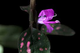 Image result for Hypoestes cancellata