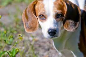 10 Awesome Beagle Rescue Groups In The U S Beagle Rescue Beagle Beagle Dog