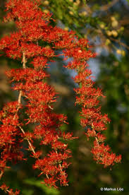 Image result for Combretum microphyllum