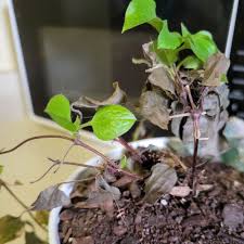 Image result for Clematis villosa