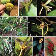 Image result for Xylopia collina