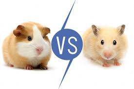 Check spelling or type a new query. Guinea Pigs Vs Hamsters 11 Things To Know Pet Comments