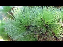 Check spelling or type a new query. Thunderhead Japanese Black Pine Pinus Thunbergii Thunderhead Plant Identification Youtube