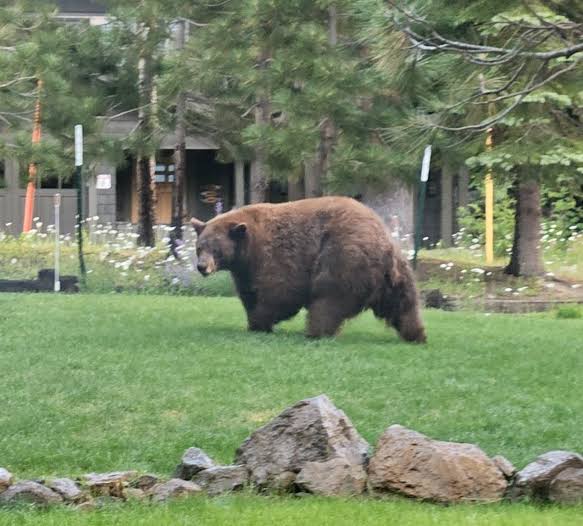 Well hello there! Check out this BIG black (brown in this case) bear wondering around Mammoth! Thanks to Don Stanley for sharing.
