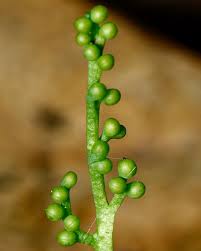 Image result for Ophioglossaceae