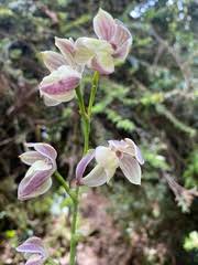 Image result for Brachycorythis pleistophylla