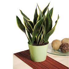 Check spelling or type a new query. How To Care For A Snake Plant Hgtv
