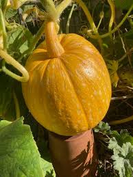 Image result for giant pumpkin