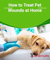 How To Treat Pet Wounds At Home No Matter Where Your Pet Goes He Is Going To Be Exposed To Some Kind Of Danger And May Dog Emergency Dog Wound Dog
