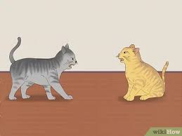 While playing, both cats will be quite and all friendly with each other. 3 Ways To Know If Cats Are Playing Or Fighting Wikihow Pet