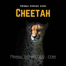 Your spirit animal offers you its characteristics, its strengths but also its weaknesses. Primal Astrology Spirit Of The Cheetah