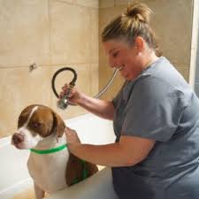 Madison veterinary hospital does not provide veterinary medical services or guidance via the internet. Home Page Whitworth Pet Vet In Madison Alabama