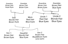 Why do people with blond hair typically have blue eyes? Can Someone Genotype This Real Life Family Tree Why Don T Any Of The Kids Have Red Hair Genetics