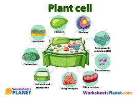 Check spelling or type a new query. Animal Cell And Plant Cell Primary Kids Science Resources