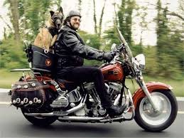 Img Biker Dog Biking With Dog Dog Carrier