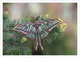 Pin En Nature