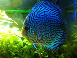 Blue Discus Fish Discus Fish Blue Snake Skin Discus Fish Fish Discus