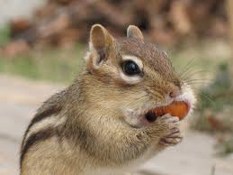 How to get rid of mice? Getting Rid Of Chipmunks The Tree Center