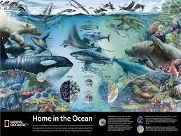 Puzzle 3d licenciados por la national geographics kid´s rompecabezas para armar un juguete diy. Buy New York Puzzle Company National Geographic Home In The Ocean 1500 Piece Jigsaw Puzzle Online In India B08t9pz56r